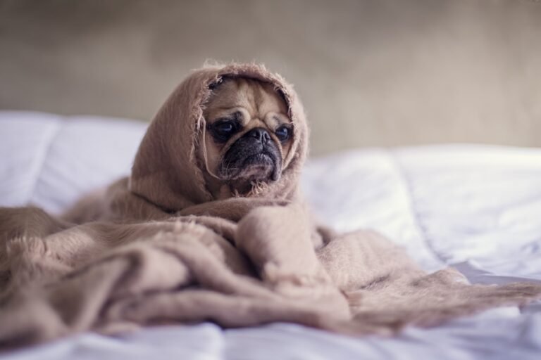 Natural Solutions for a Dog Struggling to Urinate
