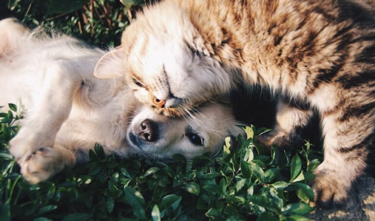 Solving Your Dog’s Constipation: Effective Home Remedies to Try Today