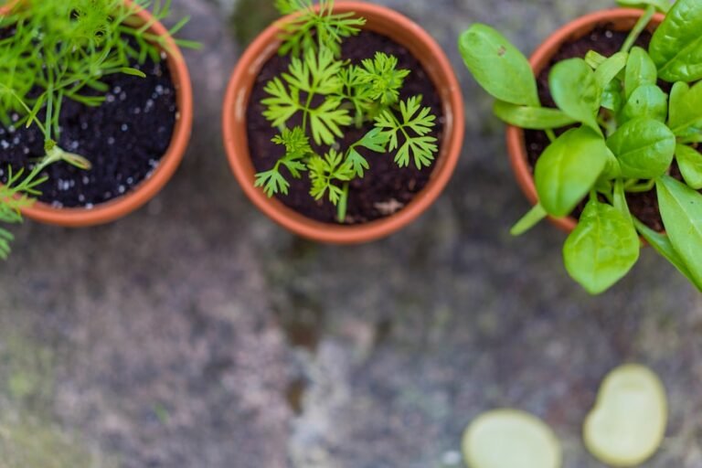 From Mother Earth to You: Harnessing the Benefits of Natural Remedies for Better Health